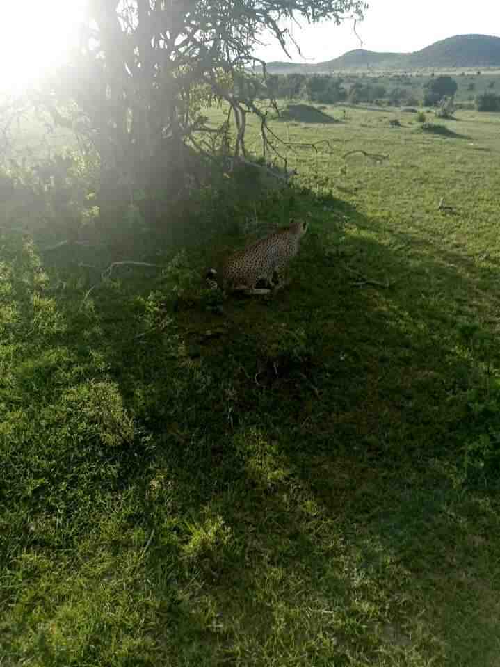 Cheetah Resting in Shade