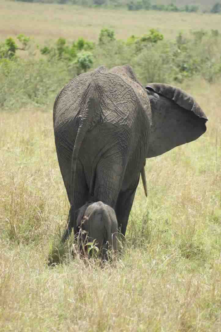 Amboseli Classic — 3 Days