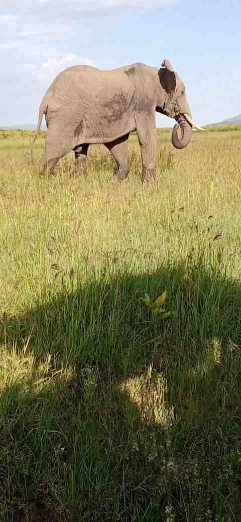 Safari photography in Kenya