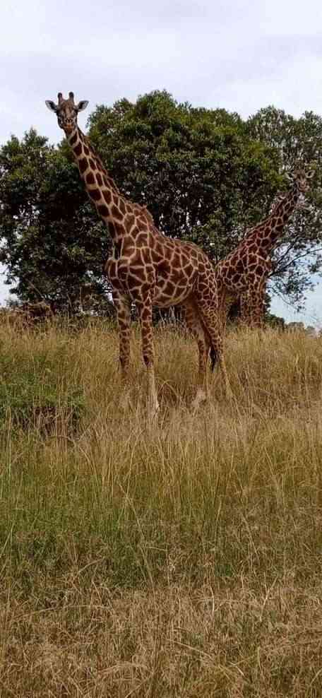 Samburu Special Five — 4 Days