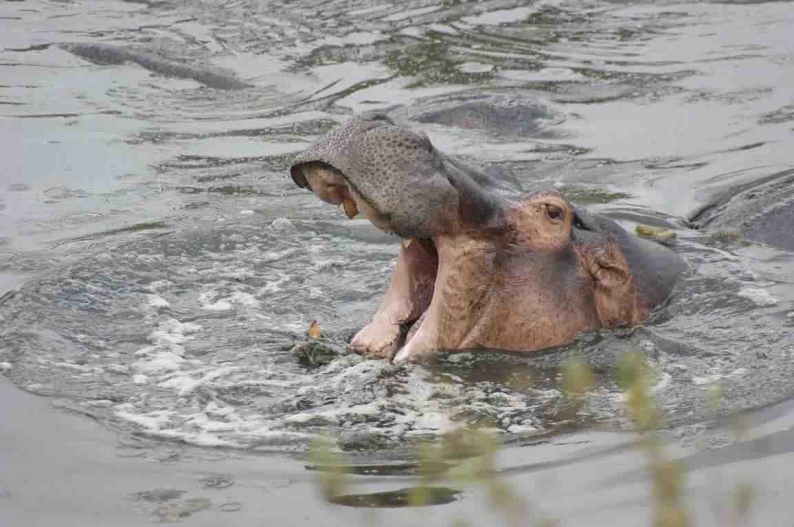 Rhinos & Rivers — 4 Days