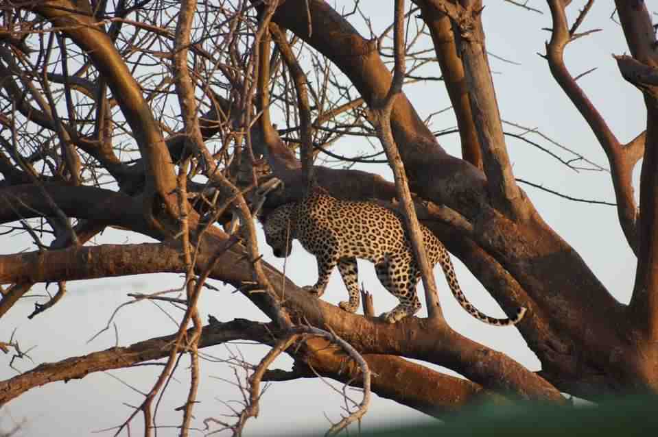 Leopard in Acacia Tree
