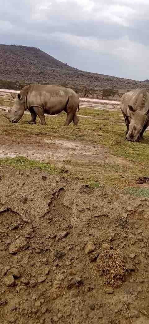 Meru National Park