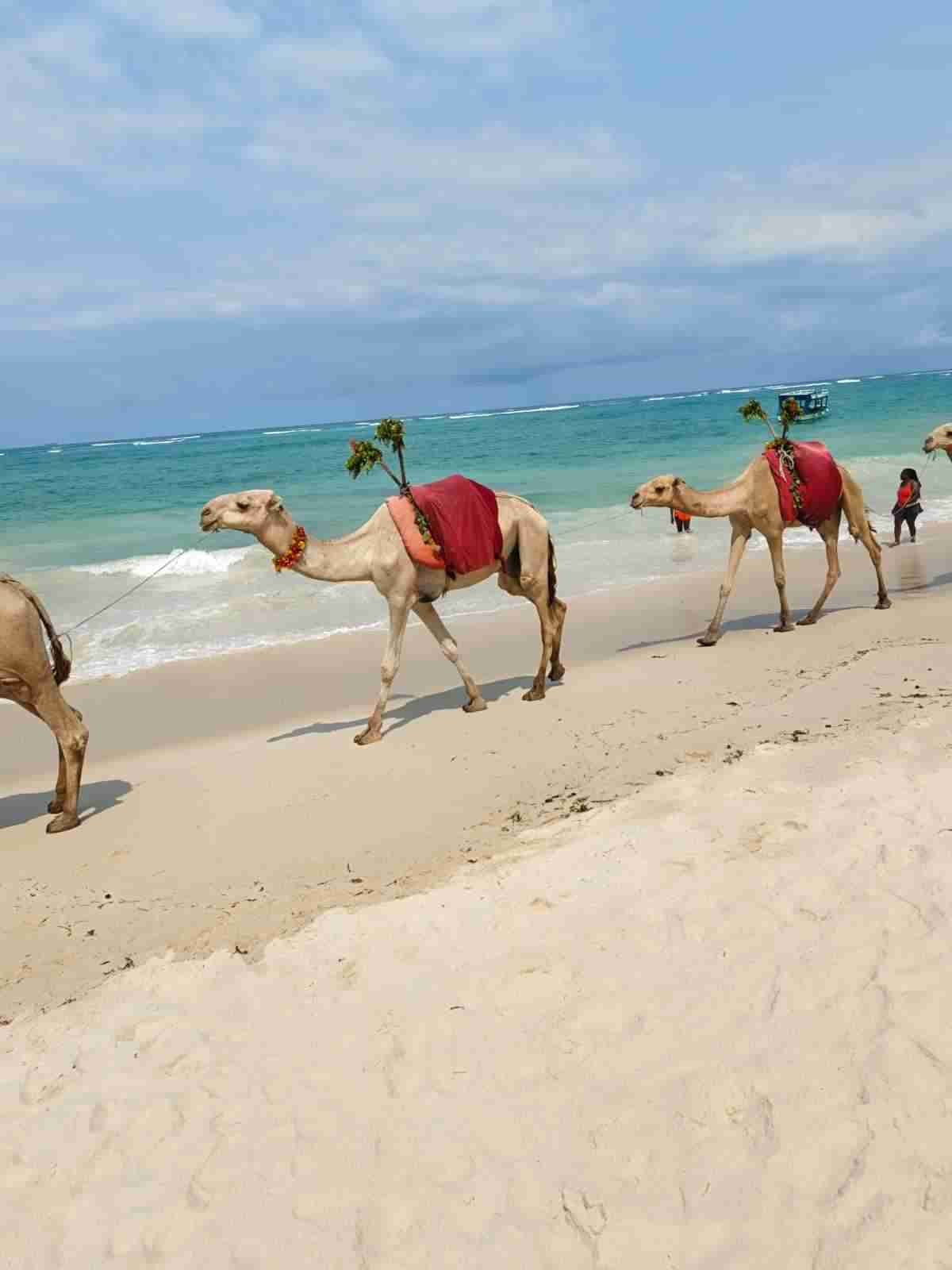 Bush & Beach Safari — 8 Days