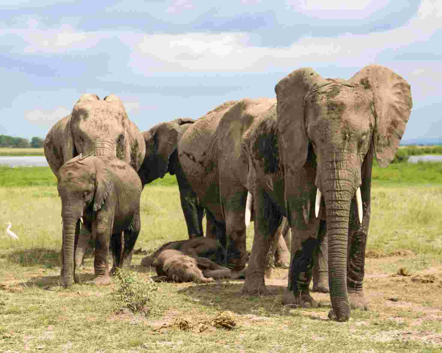 Elephants in Amboseli with Mount Kilimanjaro