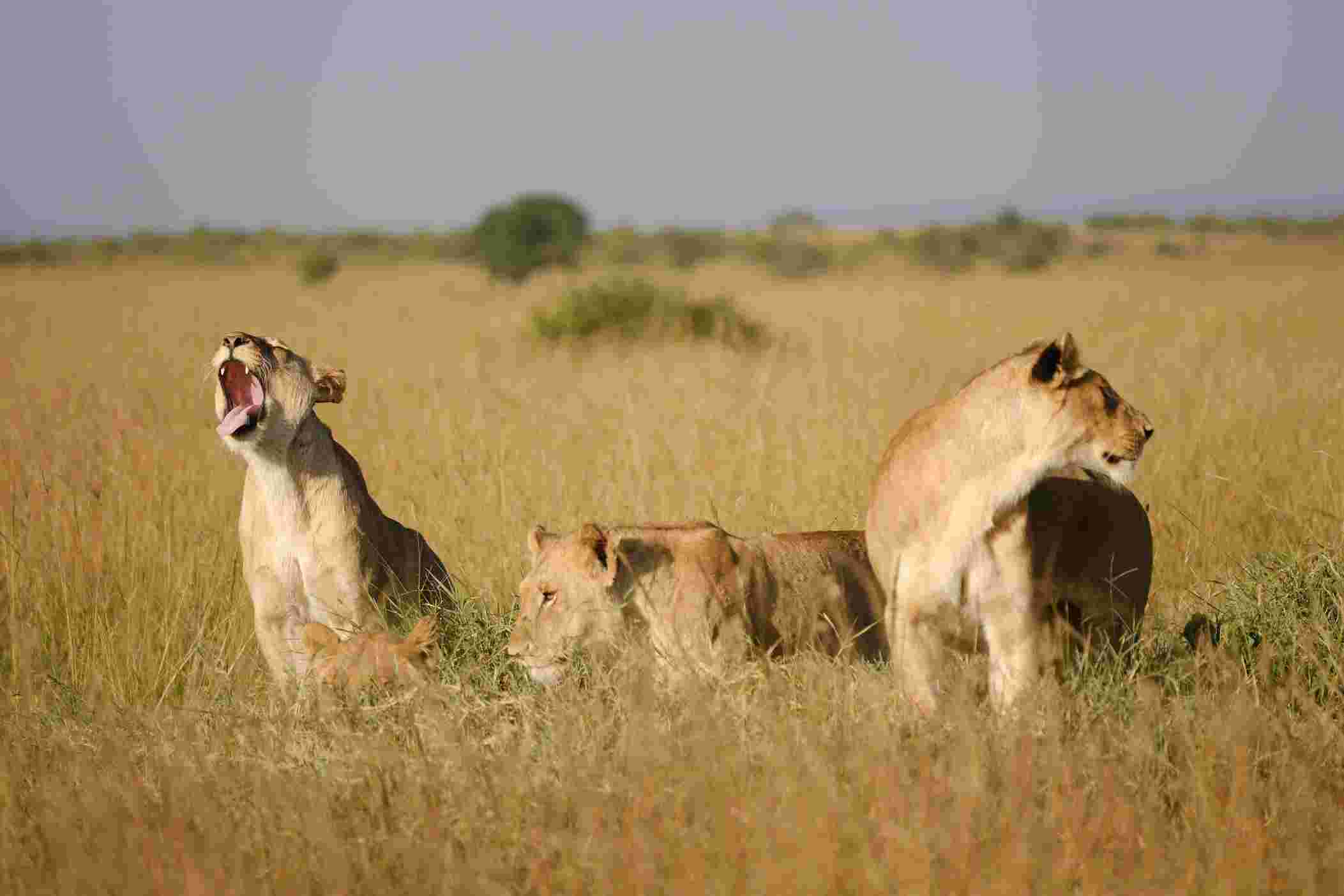 Maasai Mara Safari
