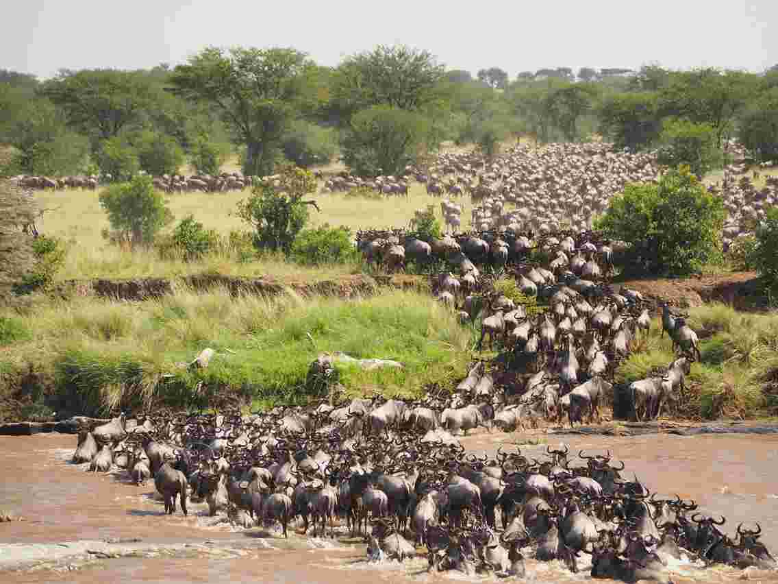 The Great Wildebeest Migration